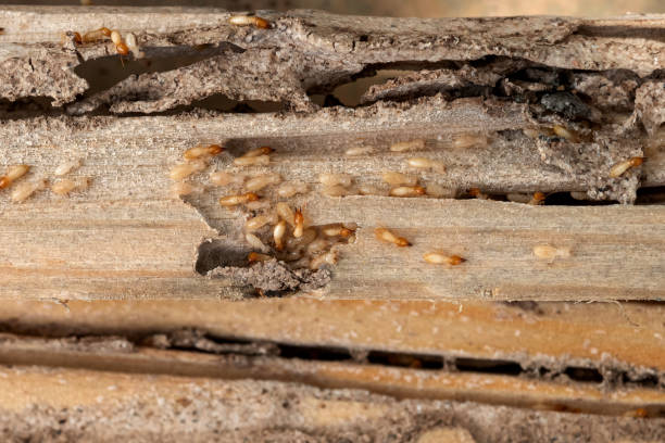 Best Flea Control Services  in Rosebud, SD